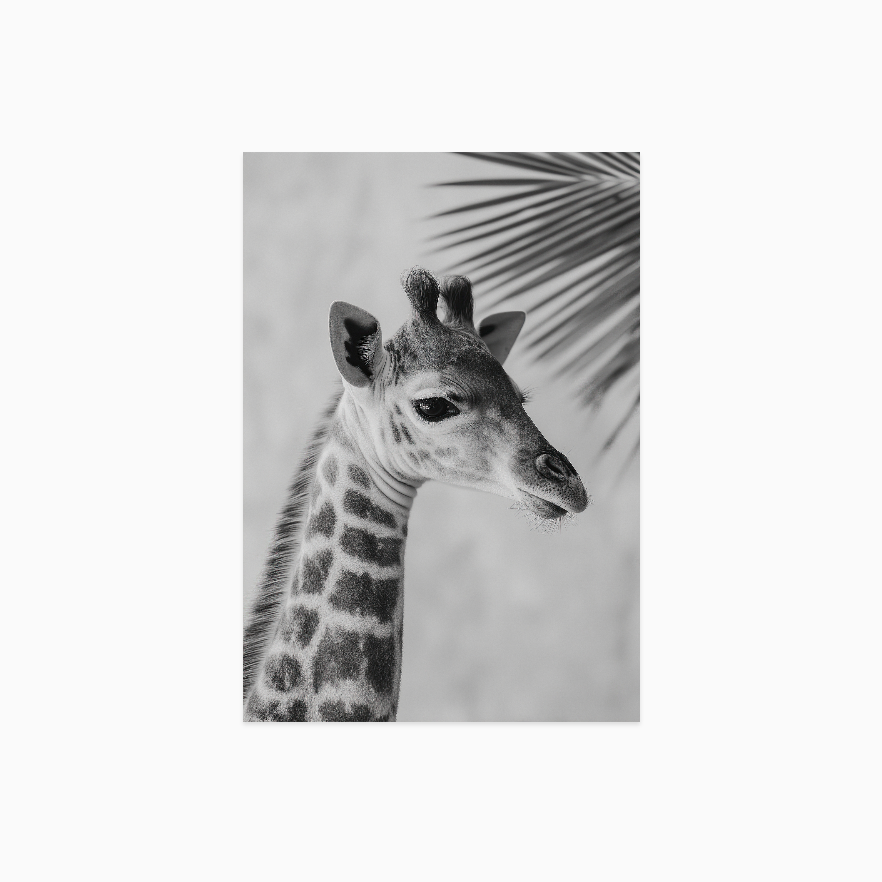 Young Giraffe Poster
