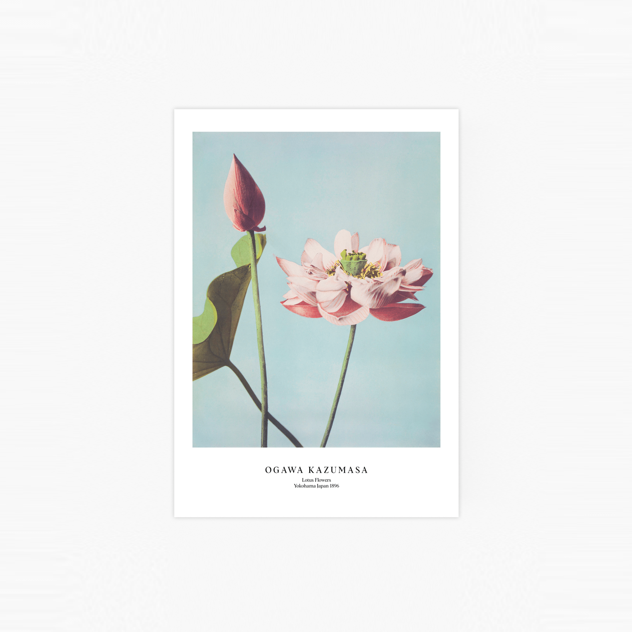 Lotus Flowers Poster