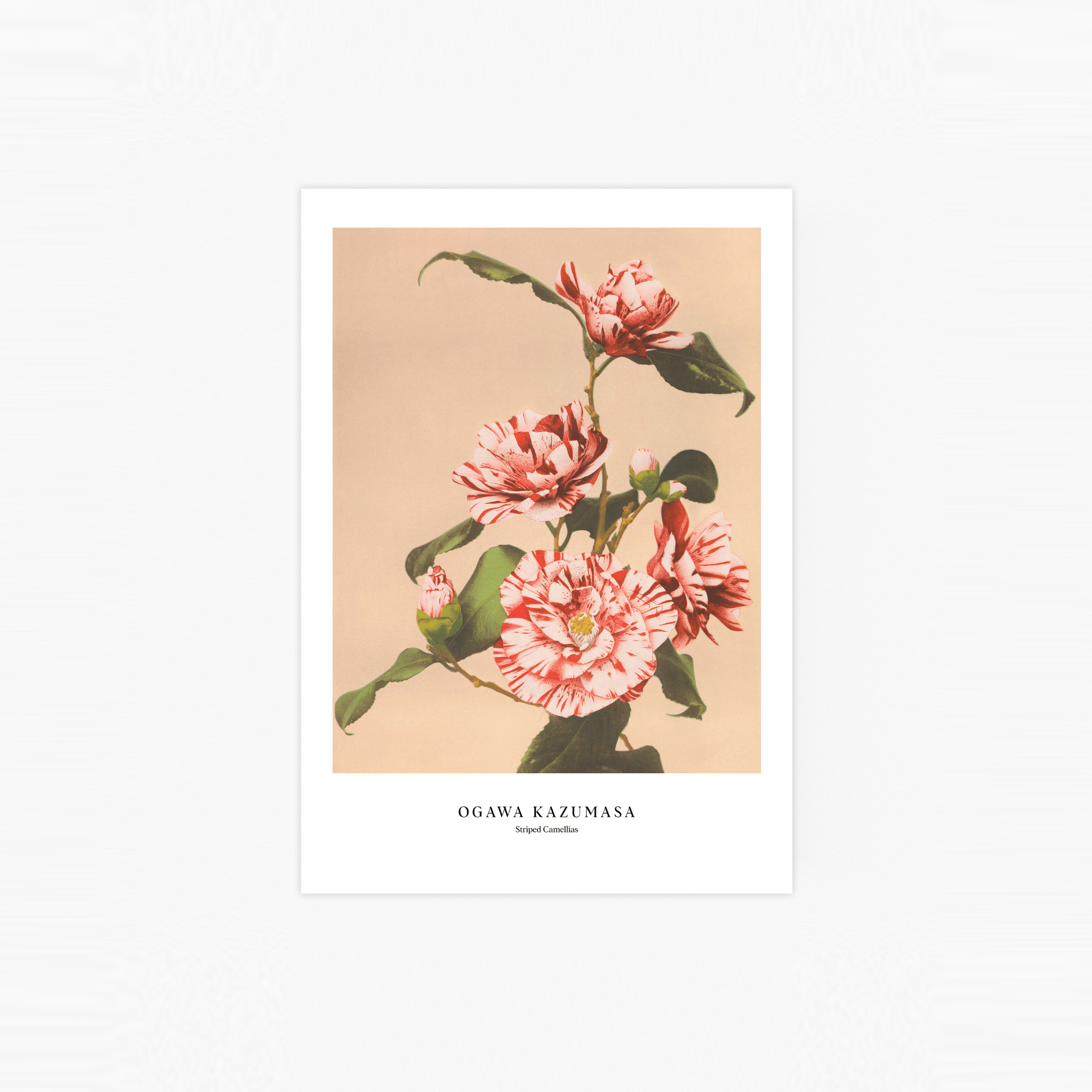 Striped Camellias Poster