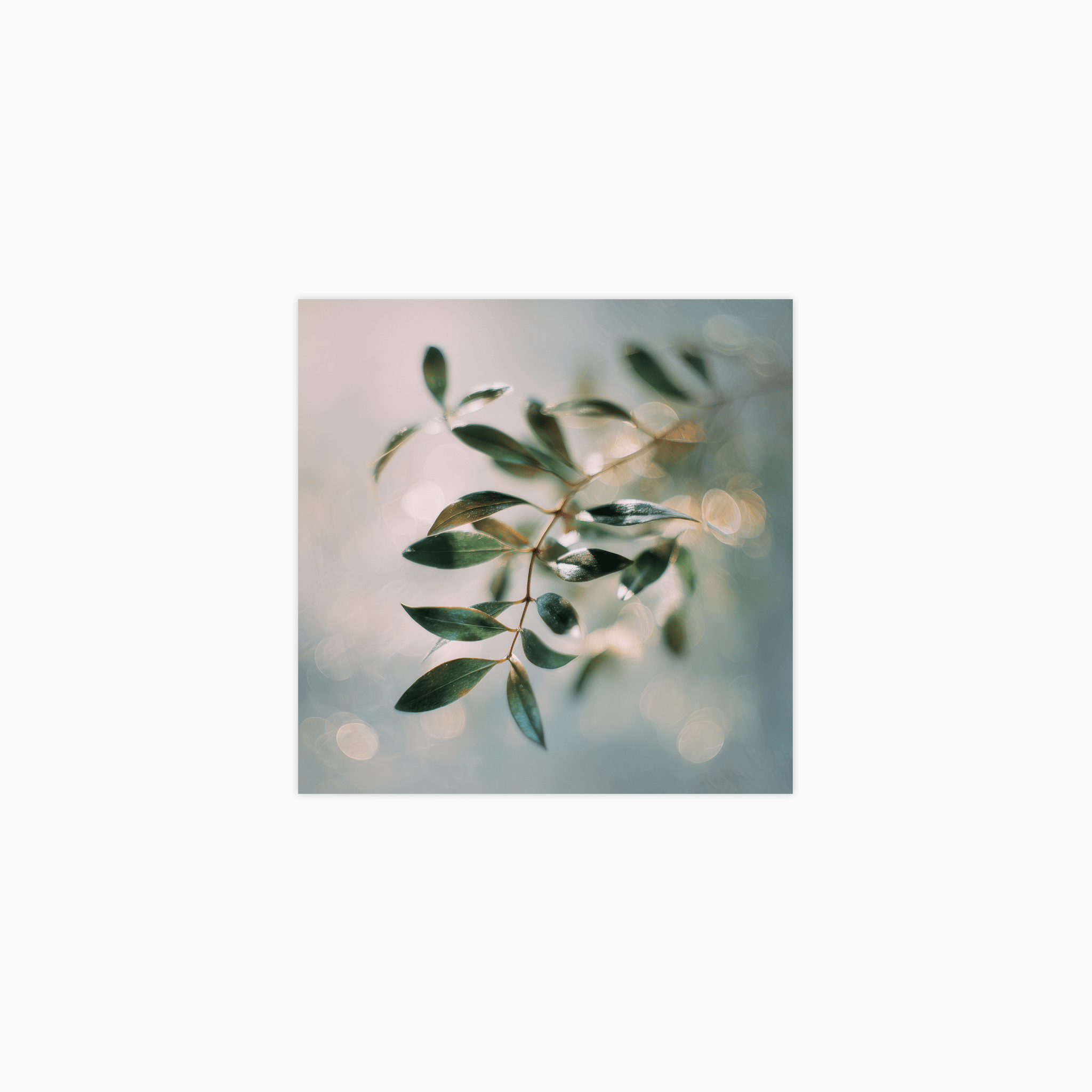 Bokeh Botanics No 01 Poster