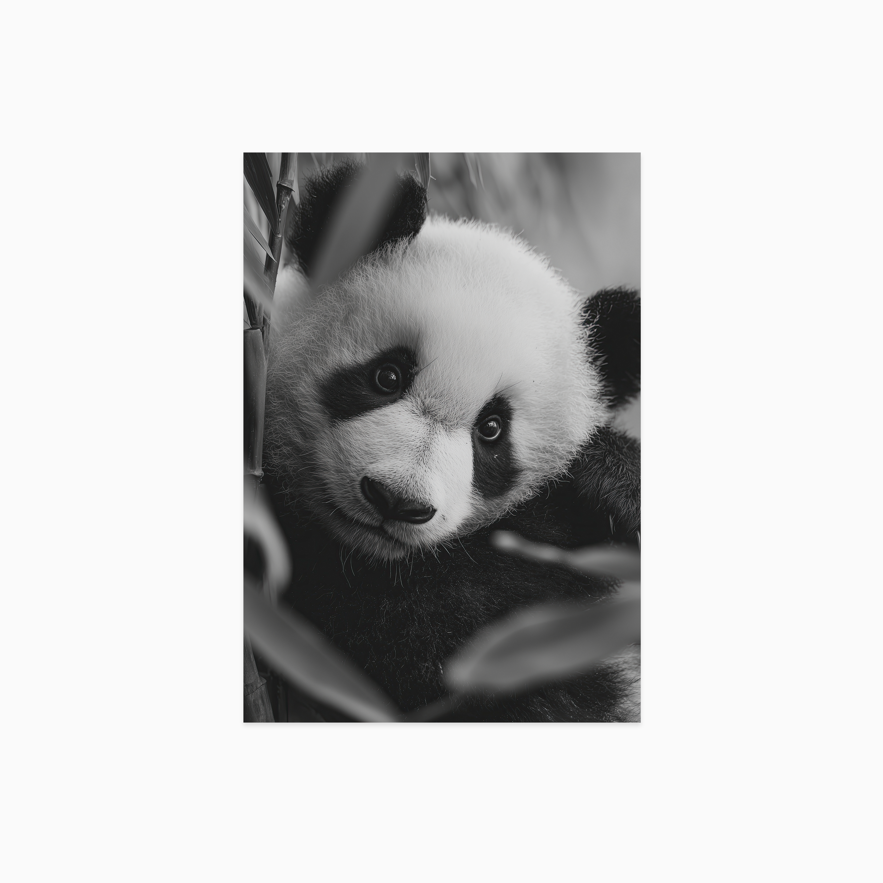 Young Panda Poster